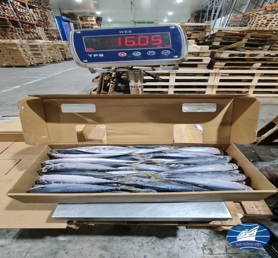 CÁ SABA  NHẬT (JAPAN) THÙNG 10KG SIZE 200-300